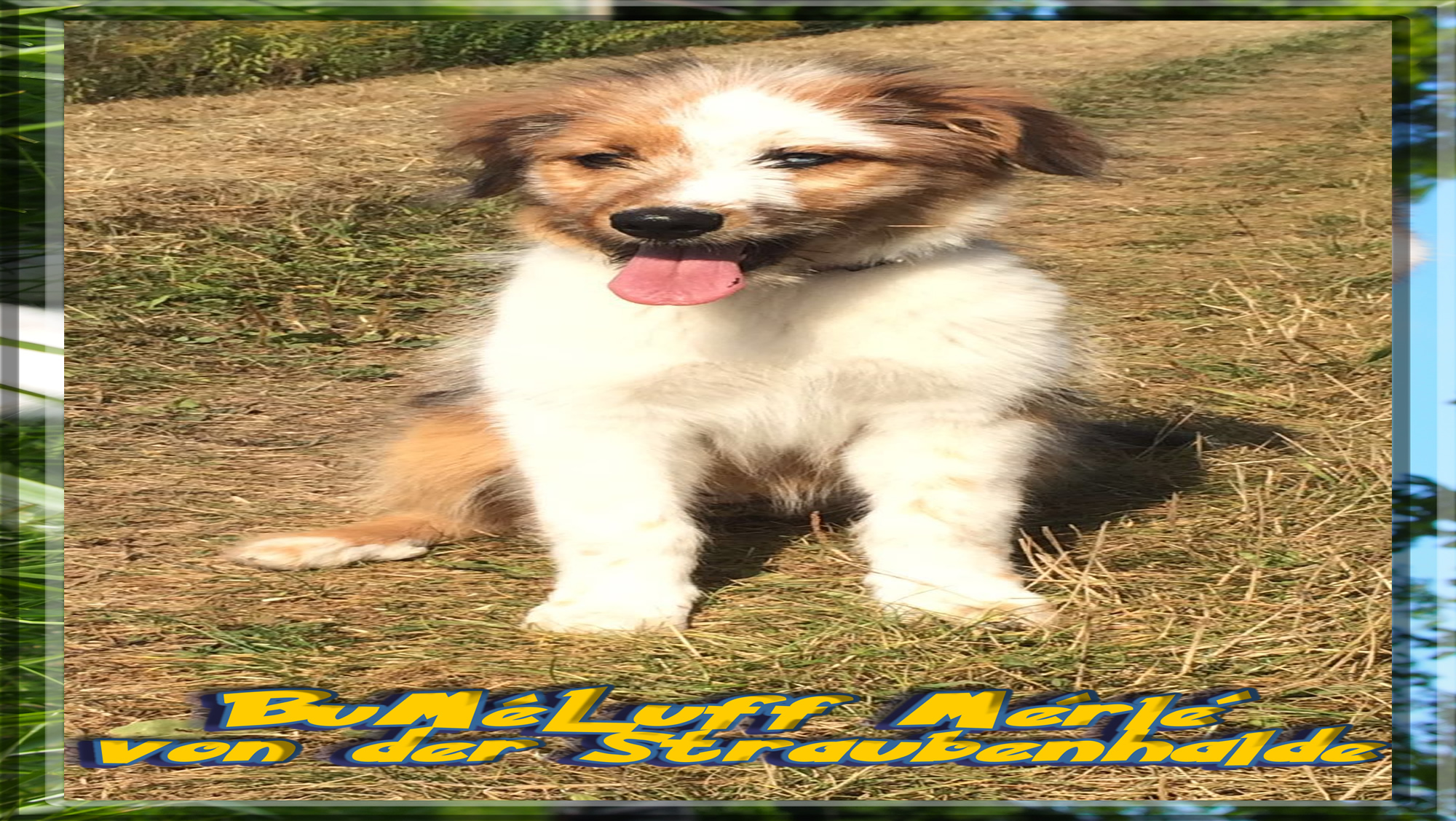 Wäller von der Straubenhalde